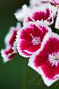 Dianthus barbatus 'Sweet William' 须苞石竹"甜蜜威廉""