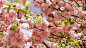東京——上野の桜




4月時一個人跑去了日本，是爲了看少女時代的演唱會。恰巧遇上花期，機票價格死貴。可又逢大雨，東京市內的櫻花大多被打落，著名的上野公園里櫻花也所剩不多，回來2個多月了，過於懶惰，至今才開始整理照片





沒有機會去欣賞美麗的夜櫻，非常可惜