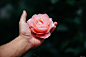 玫瑰 花 花瓣 手 粉红色的 脆弱的 风景摄影图片图片壁纸