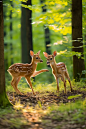 户外森林梅花鹿国家一级保护动物摄影图
