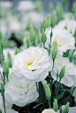 White Lisianthus with green buds