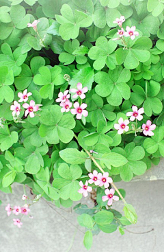 菊苑逸馨采集到花儿