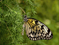 （大帛？）斑蝶
Butterfly .... by Ivan Drobný on 500px