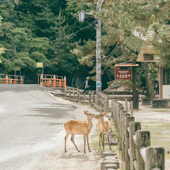  鹿人乙      [http://85...