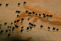 此图要认真看，摄影师是从天上90度向下拍这张照片的，白点才是骆驼，黑色的是骆驼影子。此图曾一度被认为是2005国家地理杂志最美图之一。有创意吧。
