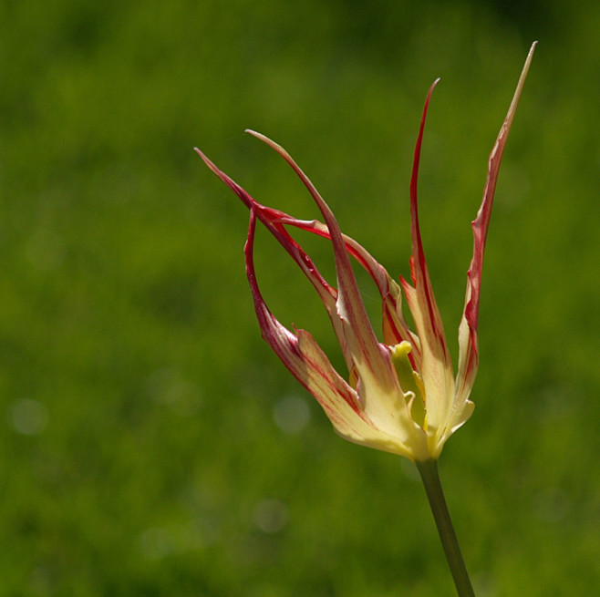 Tulipa acuminata 。尖瓣...