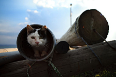 青山雀采集到猫岛