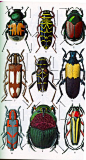 超帅的甲虫图谱