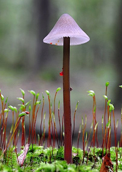 一恩Ian采集到植物