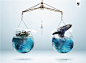 WWF - Ads : 3 graphic concepts to WWF campaign