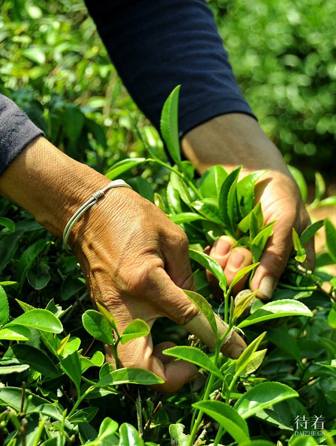 传统制茶工艺 - Google 搜索