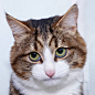 Living emoji cat (@rexiecat) · Instagram 照片和视频 : 313.7K 位粉丝、已关注 198 人、 589 篇帖子 - 查看 Living emoji cat 的 Instagram 照片和视频 (@rexiecat)