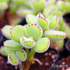 大枣的春天采集到多肉植物