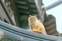 琴子欧尼采集到Photography and cats