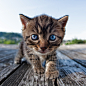 Curiosity cat