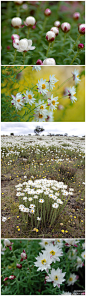 美，就一个字！
 { “银瀑”纸鳞托菊，学名：Rhodanthe anthemoides 'Paper Cascade' }