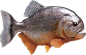 parallax-piranha-big