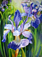 Siberian Iris——Marney Ward