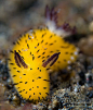 A Golden Nudibranch ... a beautiful sea slug. By ... | Under The Sea…