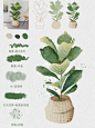 iPad画画|Procreate水彩盆栽植物小教程