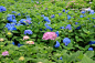 日本,八仙花属,六月,水平画幅,无人,蓝色,夏天,白色,雨,紫色