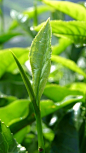 Green tea (Camellia sinensis) https://www.facebook.com/FlavonMaxNetwork