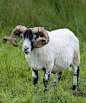 偶蹄目·反刍亚目·牛科·羊亚科：绵羊（苏格兰）