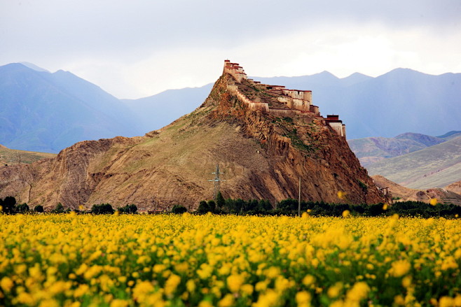 西藏高原油菜花