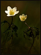 Wood Anemones