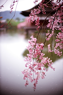 linchangzheng采集到第十三集：  花的媚