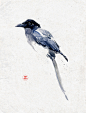 水彩   鸟   手绘  艺术    喜鹊