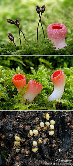 ♥锋雨同露♀采集到彩磨菇