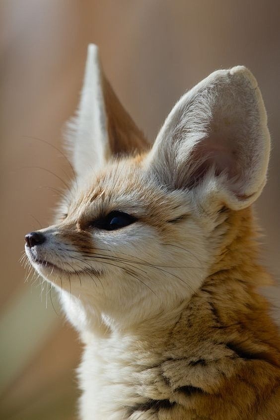 #宠物那些事# 耳廓狐，长长的耳朵萌炸了...