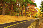美丽的秋季树林公路景色高清图片