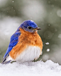 Bluebird in the Snow by Perry Hoag on 500px