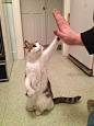 give me five - Imgur