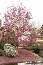 Black Tulip™ Magnolia - Monrovia - Black Tulip™ Magnolia. Pretty, deep purple blossoms. 10-15' tall X 6-10' wide.