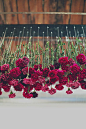 inspiration | dangling carnations