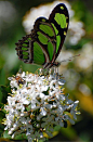 Green Butterfly By Brazilian Photographer Glauter Coelho