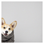 Geordi La Corgi on Instagram: “Finally sweater weather in LA...sort of. Happy 2015!”
狗、汪星人、柯基犬