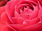 玫瑰, 玫瑰绽放, 盛开, 花, 红色, 美丽, 颜色, 丰富多彩