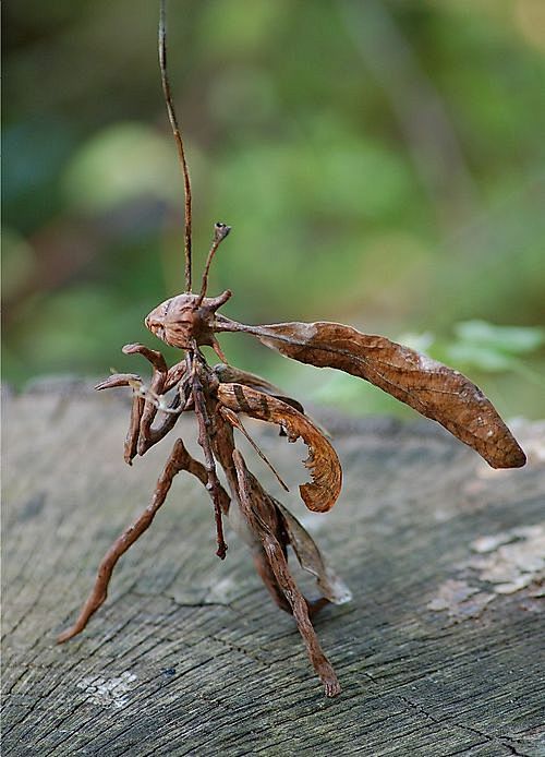 Stick mantid by chic...