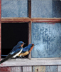 Waiting for spring Barn swallows in old farm window by R Christopher Vest