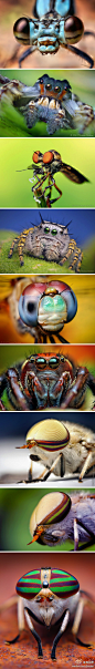 美国摄影师Thomas Shahan拍摄的昆虫照。