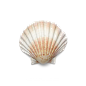 超高清 海星 海螺 贝壳 珊瑚 海马等 航洋生物主题 png元素 shell-9