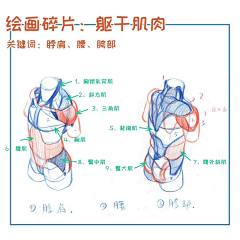 HelloHello-Art采集到人体结构