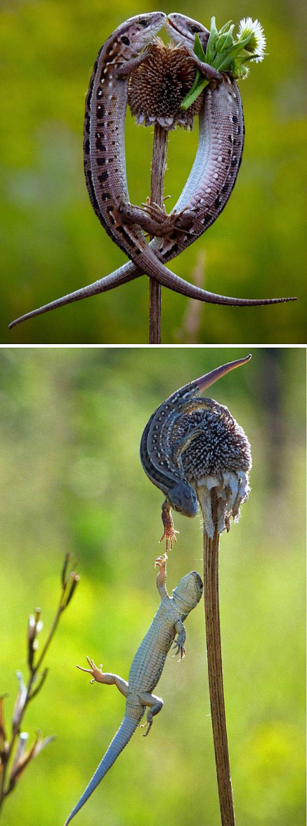 顶尖摄影集一只雄蜥蜴爬到一株植物顶端，用...