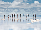 玻利维亚西南部的乌尤尼盐沼，世界最大的盐沼，盐沼因大面积的地势平坦而容易积攒雨水且不会随意流动，从而形成特殊的盐沼水层，使大地就像天空的倒影般倩美无比，被誉为“天空之镜”。