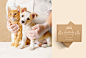 brand identity Cats and Dogs design ILLUSTRATION  kuala lumpur malaysia package Packaging Pet Supplements pets