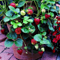 How to grow strawberries : Quick facts and care essentials